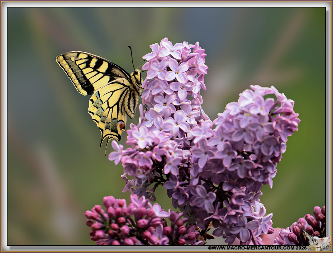 Machaons